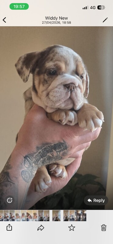 Bulldog Puppies For Sale