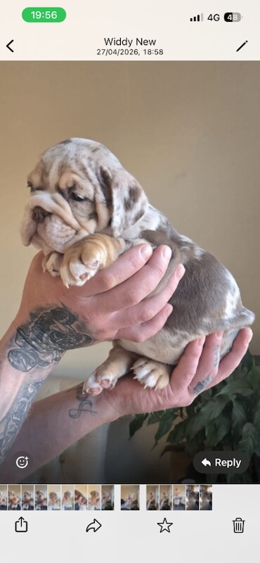 English bulldog puppies - Image 2 of 5