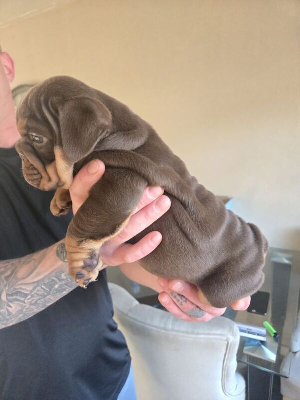 English bulldog puppies - Image 3 of 5
