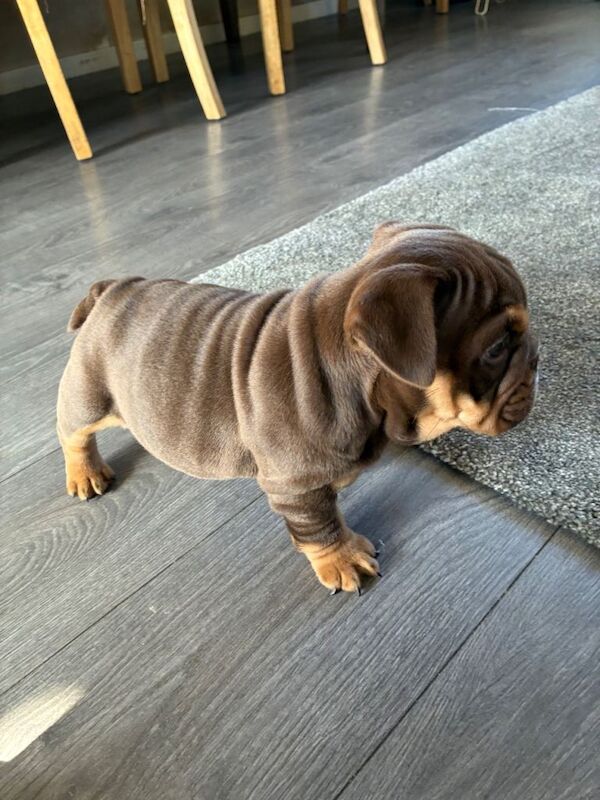 English bulldog puppies - Image 5 of 5