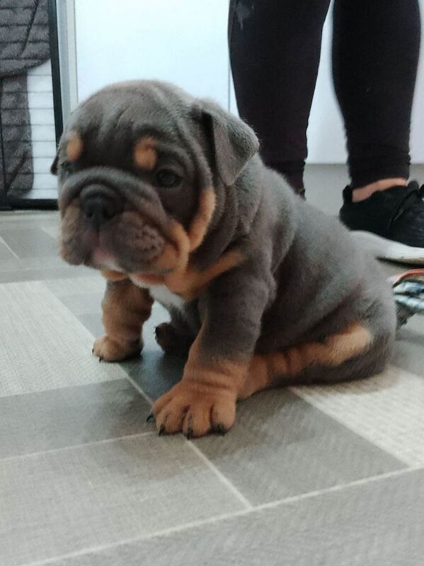 English bulldog puppies