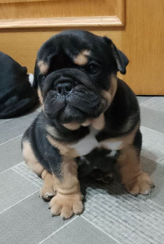 English bulldog puppies - Image 2 of 4