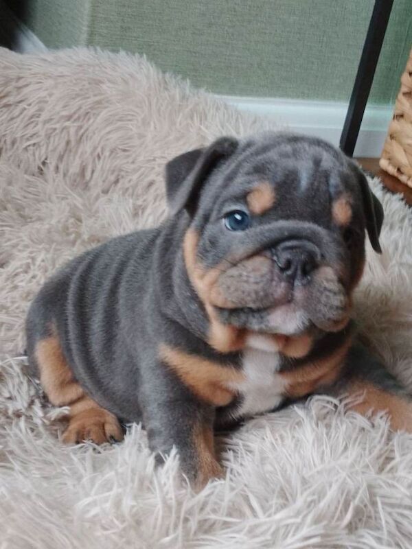 English bulldog puppies - Image 3 of 4