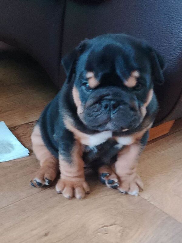 English bulldog puppies - Image 4 of 4
