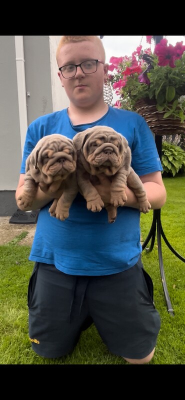 Kennel Club Registered English Bulldog Puppies For Sale