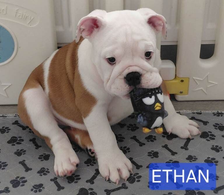 English Bulldog Puppies