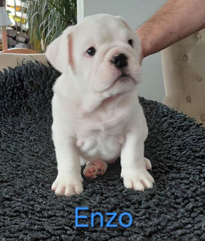 English Bulldog Puppies - Image 2 of 3