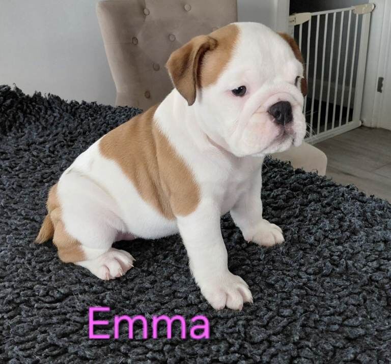 English Bulldog Puppies - Image 3 of 3