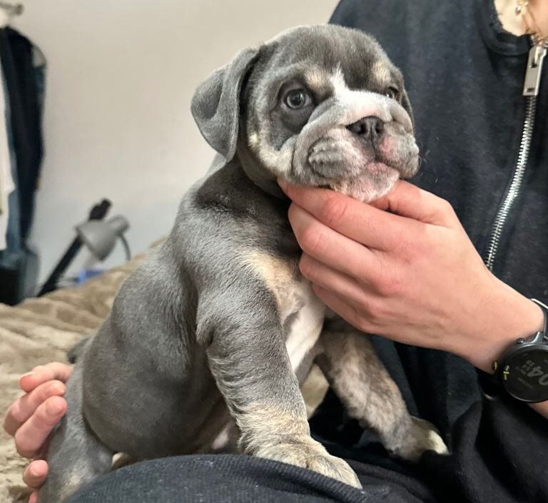 Bulldog Puppies For Sale