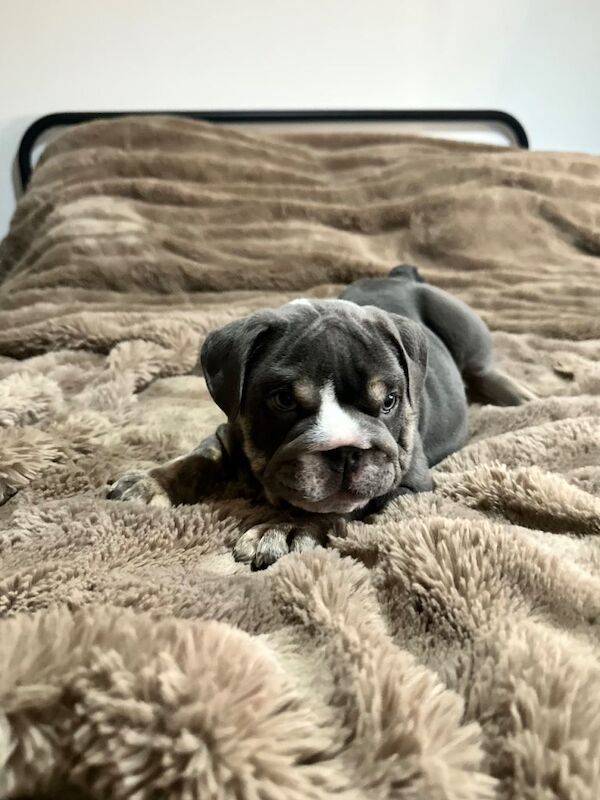 English Bulldog puppies for sale in Manchester City Centre, Manchester – 7 weeks old - Image 2 of 4