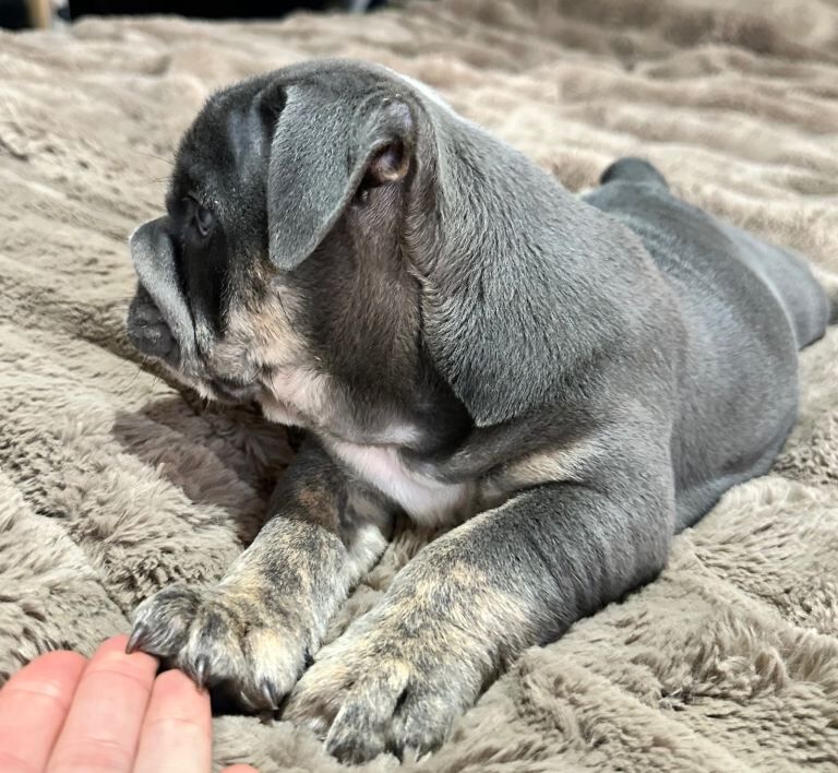 English Bulldog puppies for sale in Manchester City Centre, Manchester – 7 weeks old - Image 3 of 4