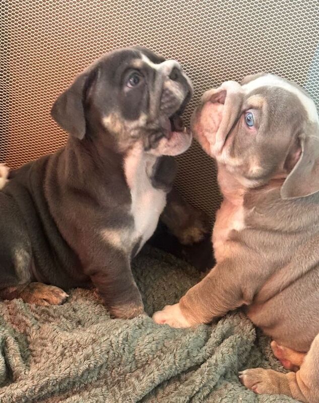 English Bulldog puppies for sale in Manchester City Centre, Manchester – 7 weeks old - Image 4 of 4