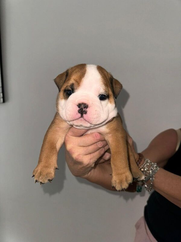 English bulldog puppies for sale in Wishaw, North Lanarkshire