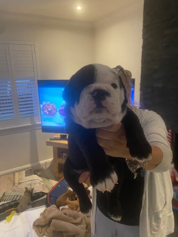 English bulldog puppies for sale in Wishaw, North Lanarkshire | Image 2