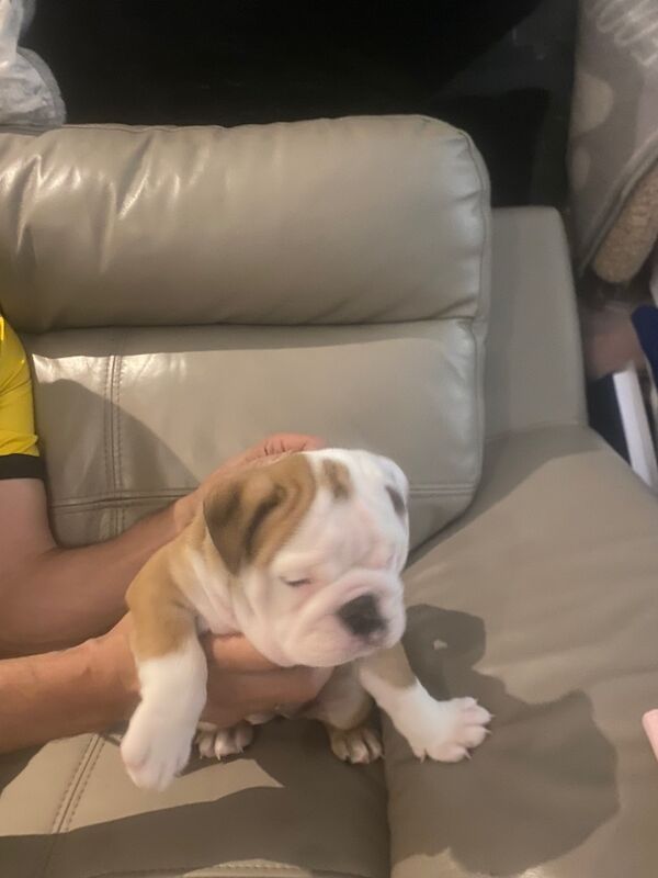 English bulldog puppies for sale in Wishaw, North Lanarkshire | Image 3