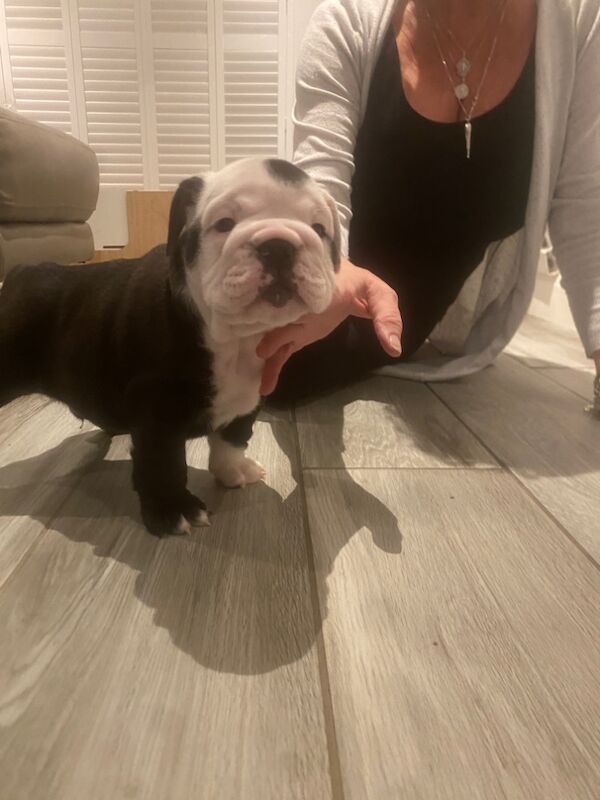 English bulldog puppies for sale in Wishaw, North Lanarkshire | Image 4