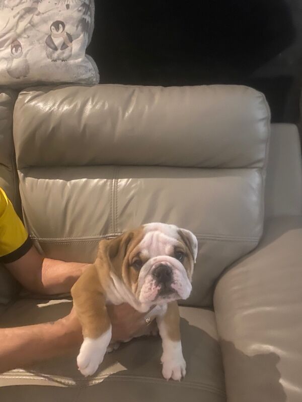 English Bulldog for adoption in Wishaw, North Lanarkshire – KC registered, 9 months old - Image 5 of 5