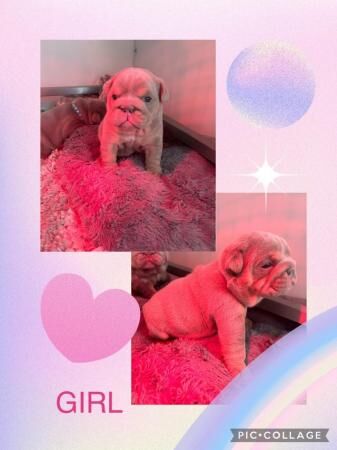English bulldog puppies for sale in Carlton in Cleveland, North Yorkshire
