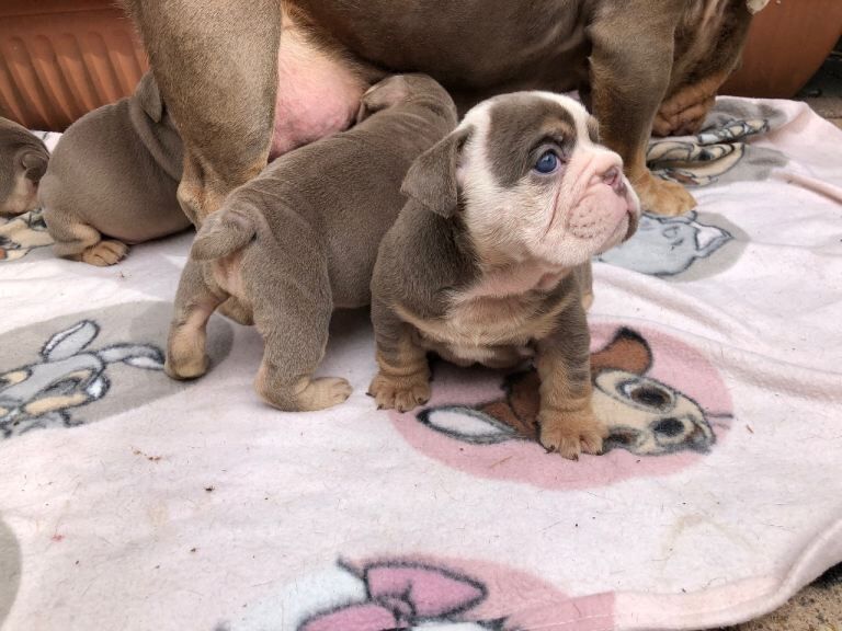 English Bulldog puppies ready for deposits