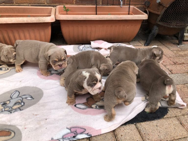 English Bulldog puppies ready for deposits - Image 2 of 5