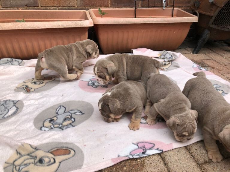English Bulldog puppies ready for deposits - Image 3 of 5