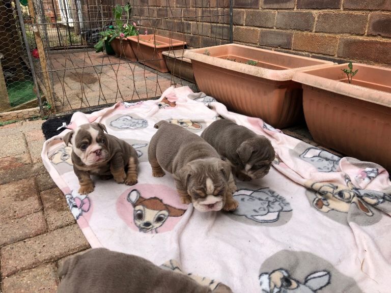 English Bulldog puppies ready for deposits - Image 4 of 5