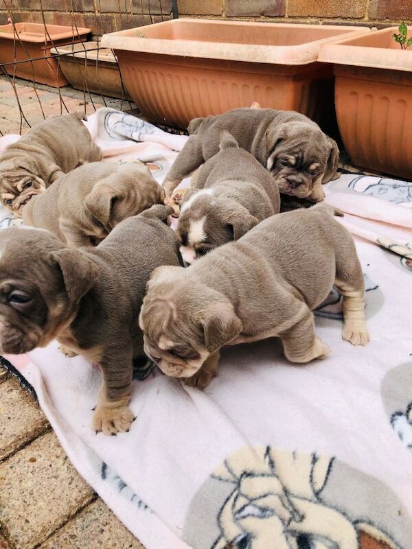 English Bulldog puppies ready for deposits - Image 5 of 5