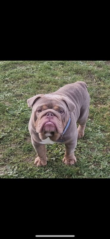 english bulldog puppies ready now for sale in Norwich, Norfolk