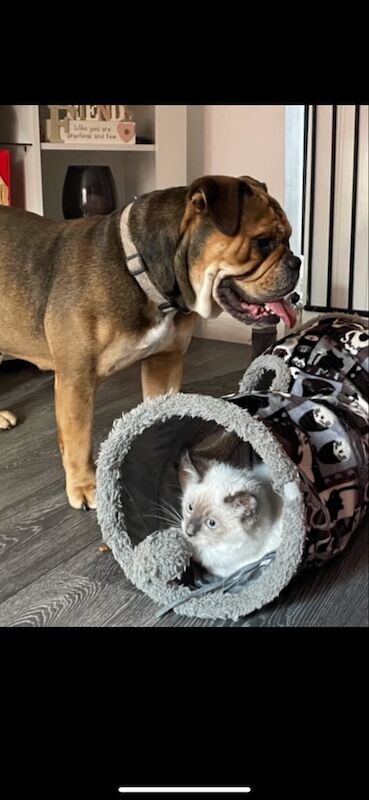 english bulldog puppies ready now for sale in Norwich, Norfolk | Image 2