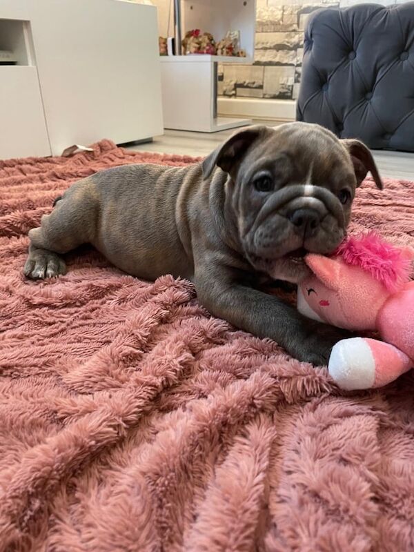 english bulldog puppies ready now for sale in Norwich, Norfolk - Image 3