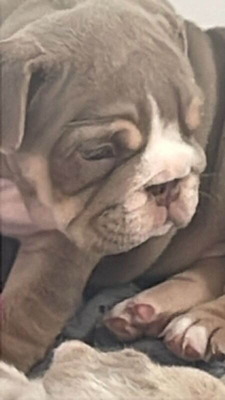 English Bulldog puppies - stunning colours full suits/platinum/lilac/merle for sale in Borehamwood, Hertfordshire