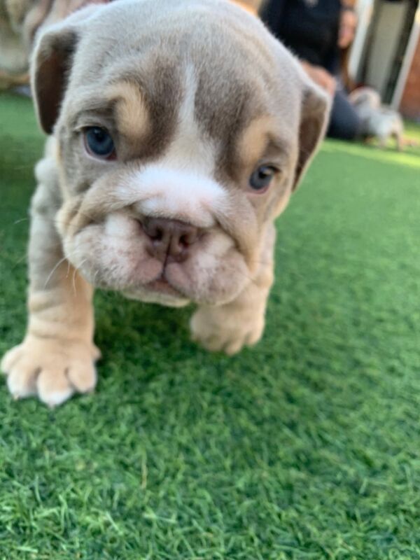 3 girls left!!!!! English Bulldog puppies - stunning colours full suits/platinum/lilac/merle for sale in Borehamwood, Hertfordshire - Image 1