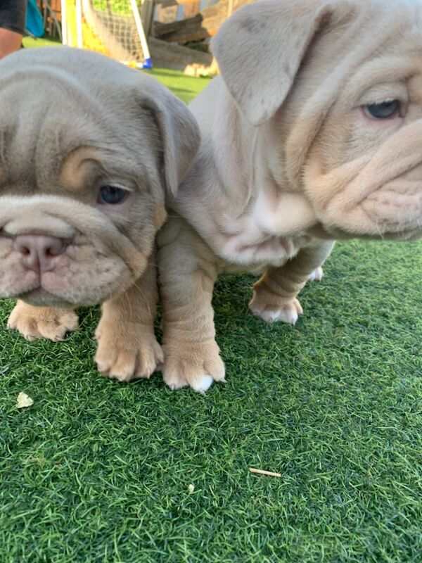 3 girls left!!!!! English Bulldog puppies - stunning colours full suits/platinum/lilac/merle for sale in Borehamwood, Hertfordshire - Image 3