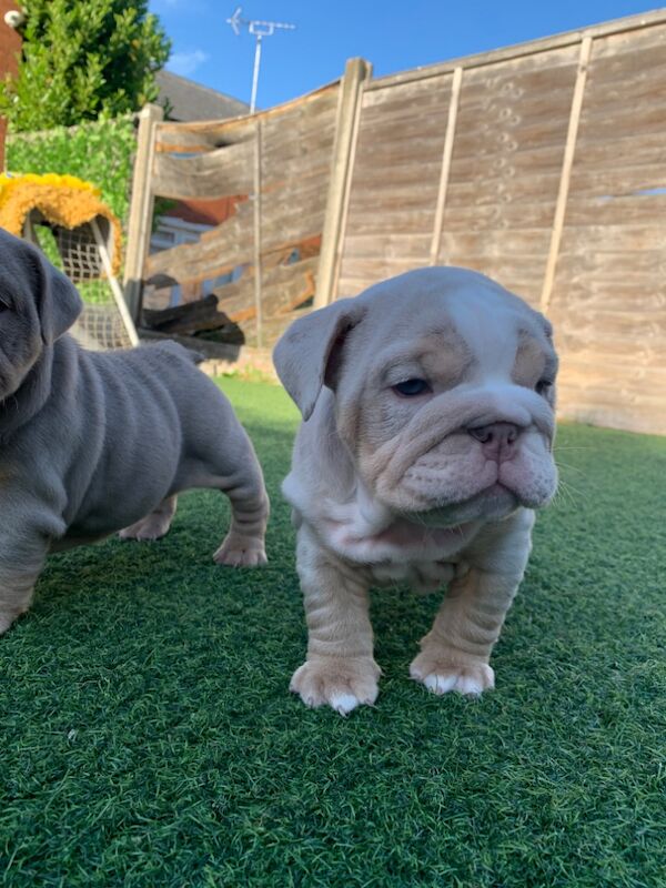 3 girls left!!!!! English Bulldog puppies - stunning colours full suits/platinum/lilac/merle for sale in Borehamwood, Hertfordshire - Image 4