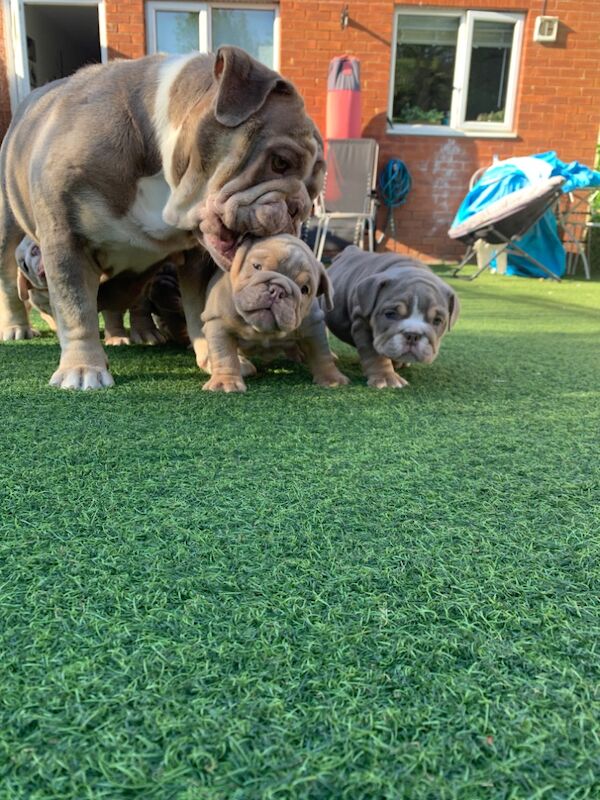 3 girls left!!!!! English Bulldog puppies - stunning colours full suits/platinum/lilac/merle for sale in Borehamwood, Hertfordshire - Image 5