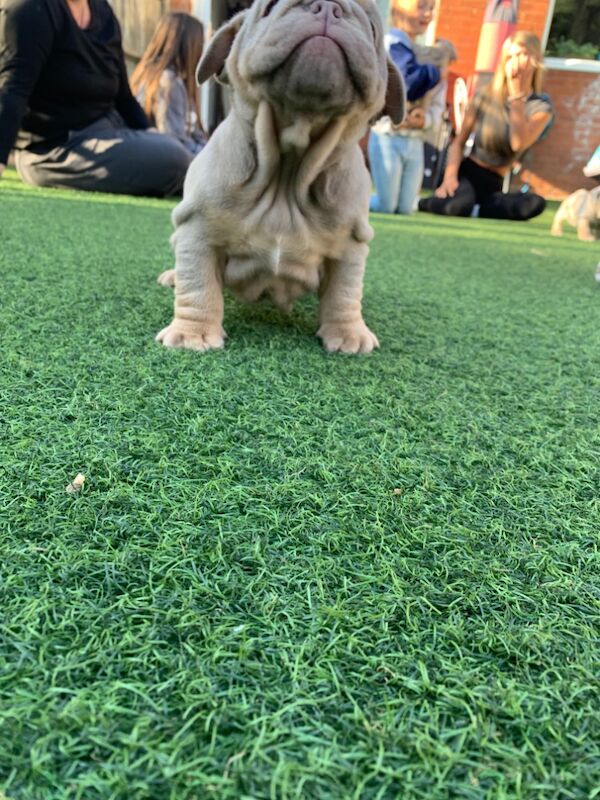 3 girls left!!!!! English Bulldog puppies - stunning colours full suits/platinum/lilac/merle for sale in Borehamwood, Hertfordshire - Image 6