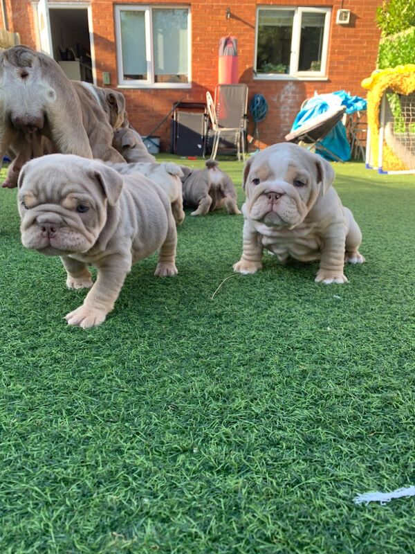 3 girls left!!!!! English Bulldog puppies - stunning colours full suits/platinum/lilac/merle for sale in Borehamwood, Hertfordshire - Image 7