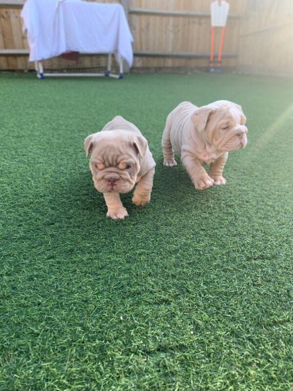 3 girls left!!!!! English Bulldog puppies - stunning colours full suits/platinum/lilac/merle for sale in Borehamwood, Hertfordshire - Image 8