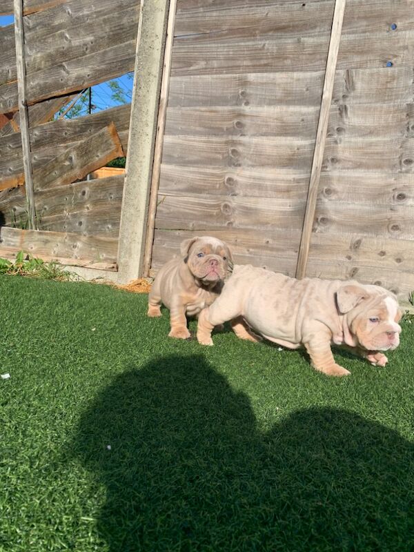 3 girls left!!!!! English Bulldog puppies - stunning colours full suits/platinum/lilac/merle for sale in Borehamwood, Hertfordshire - Image 9