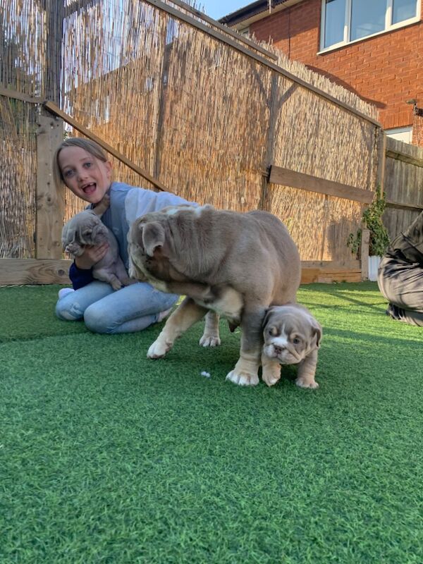3 girls left!!!!! English Bulldog puppies - stunning colours full suits/platinum/lilac/merle for sale in Borehamwood, Hertfordshire - Image 10