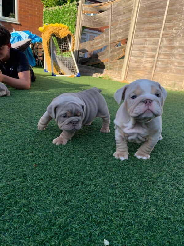 3 girls left!!!!! English Bulldog puppies - stunning colours full suits/platinum/lilac/merle for sale in Borehamwood, Hertfordshire - Image 11