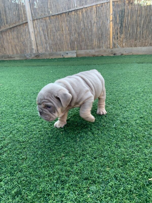 3 girls left!!!!! English Bulldog puppies - stunning colours full suits/platinum/lilac/merle for sale in Borehamwood, Hertfordshire - Image 12