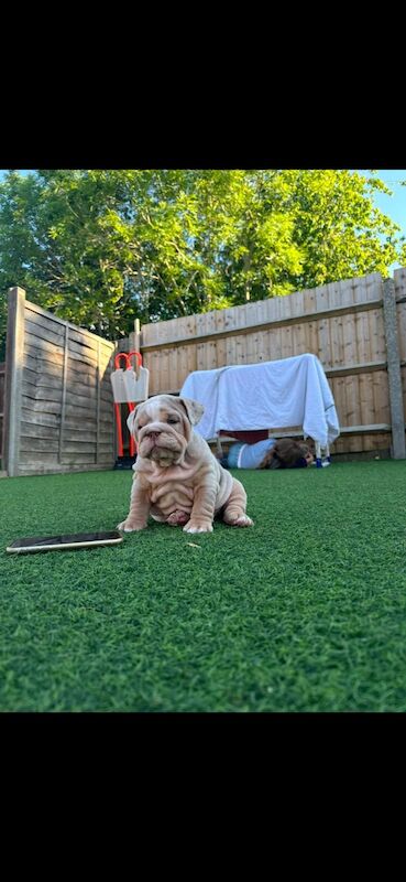 3 girls left!!!!! English Bulldog puppies - stunning colours full suits/platinum/lilac/merle for sale in Borehamwood, Hertfordshire - Image 13