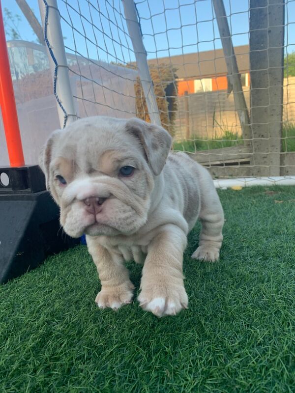 3 girls left!!!!! English Bulldog puppies - stunning colours full suits/platinum/lilac/merle for sale in Borehamwood, Hertfordshire - Image 14