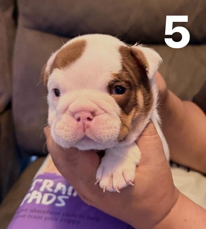 English Bulldog puppies for sale in Lewisham, Greater London – 8 weeks old