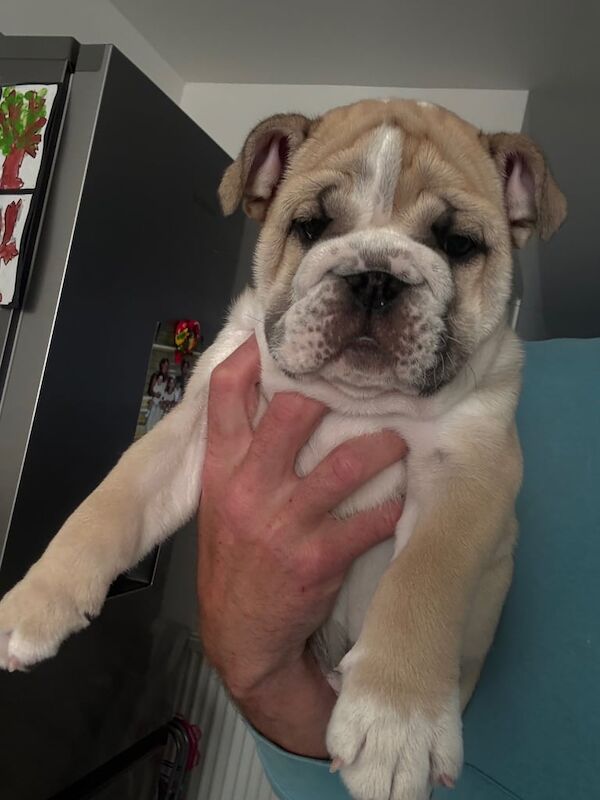 English bulldog puppy for sale in Stonehouse, Lanarkshire