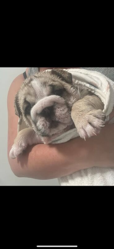 English bulldog puppy for sale in Stonehouse, Lanarkshire | Image 2