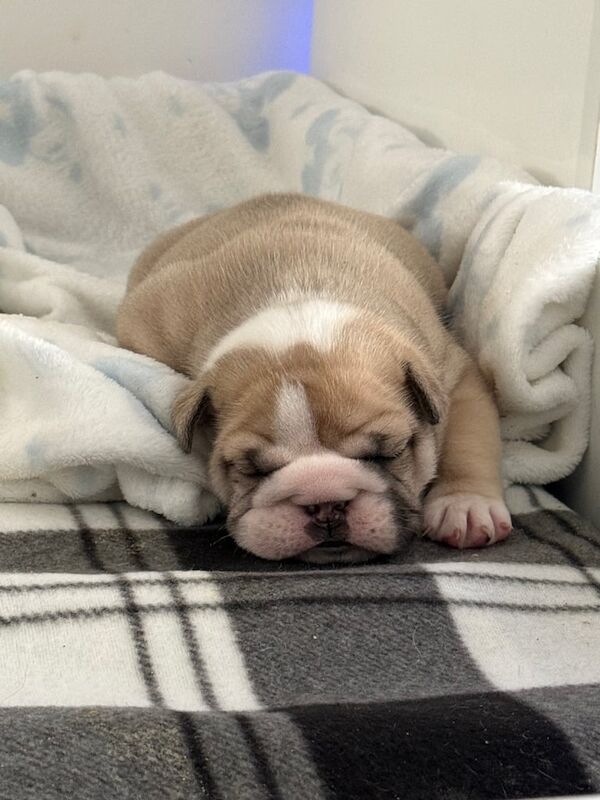 English bulldog puppy for sale in Stonehouse, Lanarkshire | Image 3