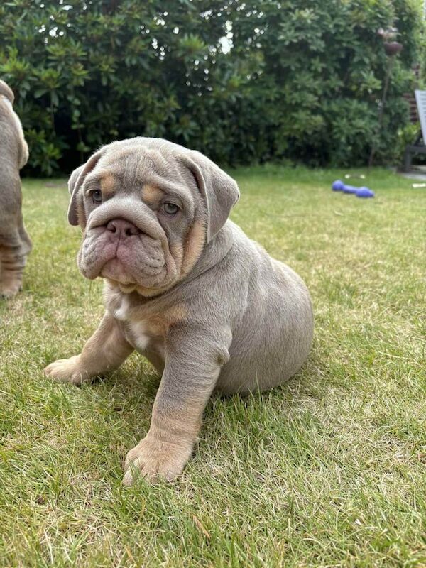 English Bulldog puppies for sale in Dundee, City of Dundee – 9 weeks old