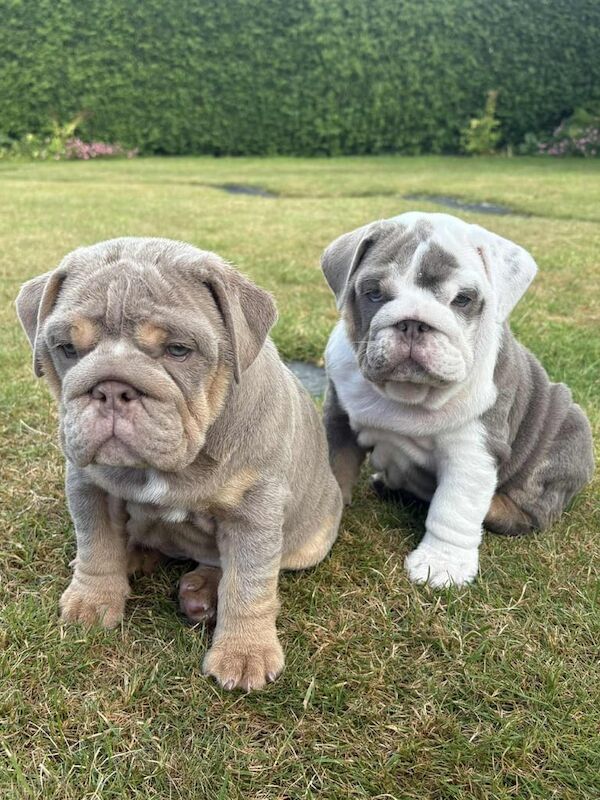 English Bulldog puppies for sale in Dundee, City of Dundee – 9 weeks old - Image 2 of 3